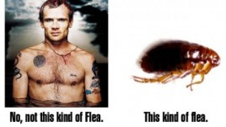 Flea