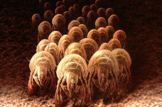 Dustmites